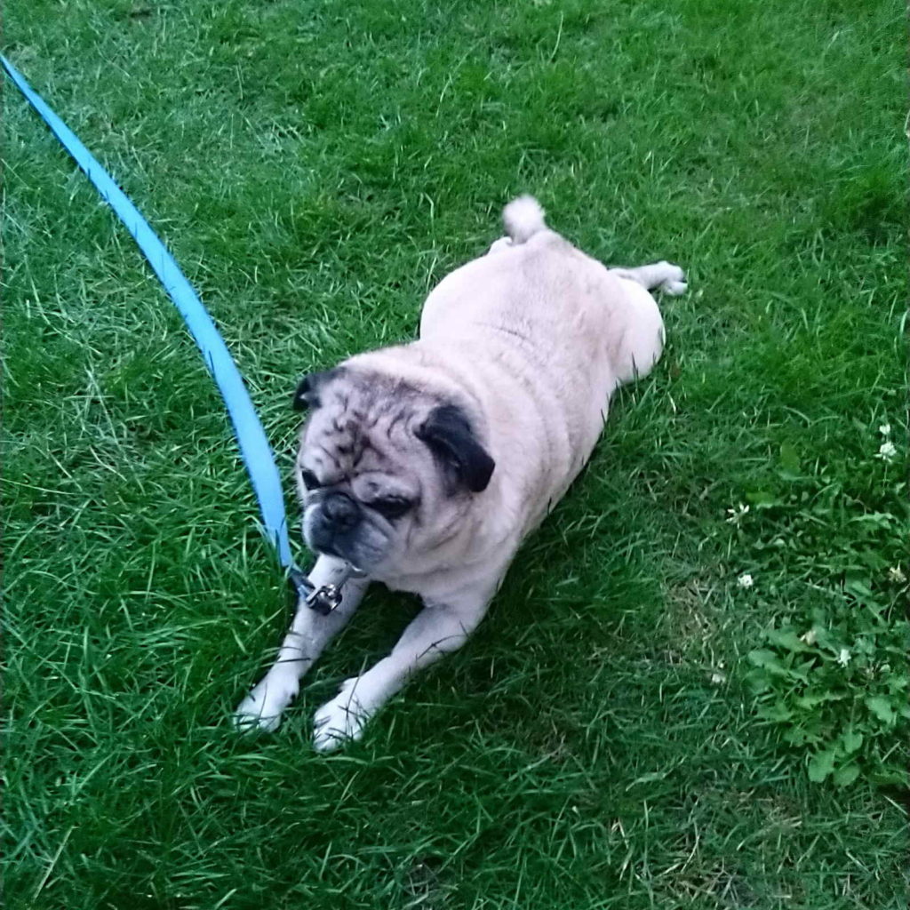Snoots the pug reclines in the grass