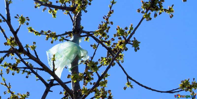 A plastic bag in a tree