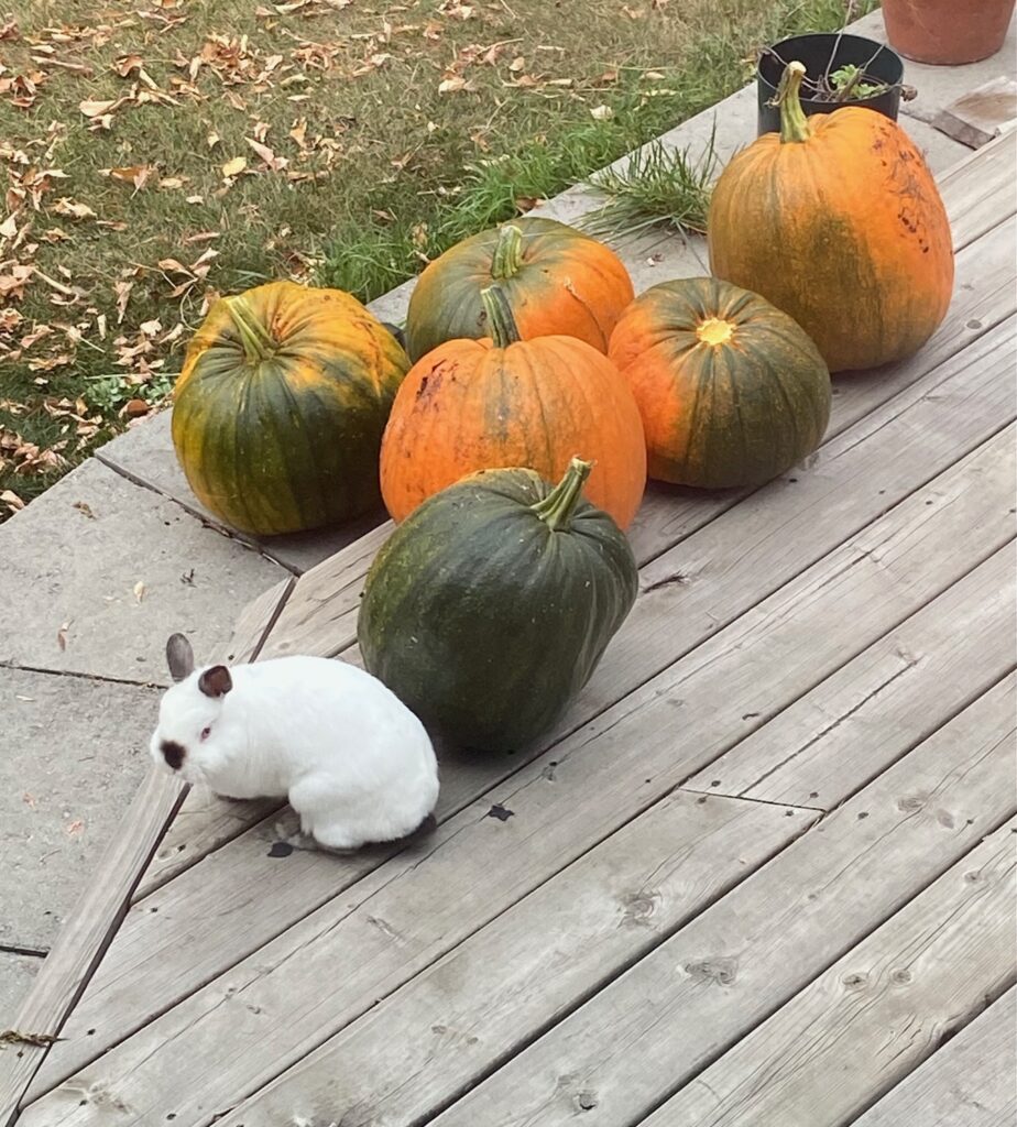 A rabbit on a deck surrounded by pumpkins.